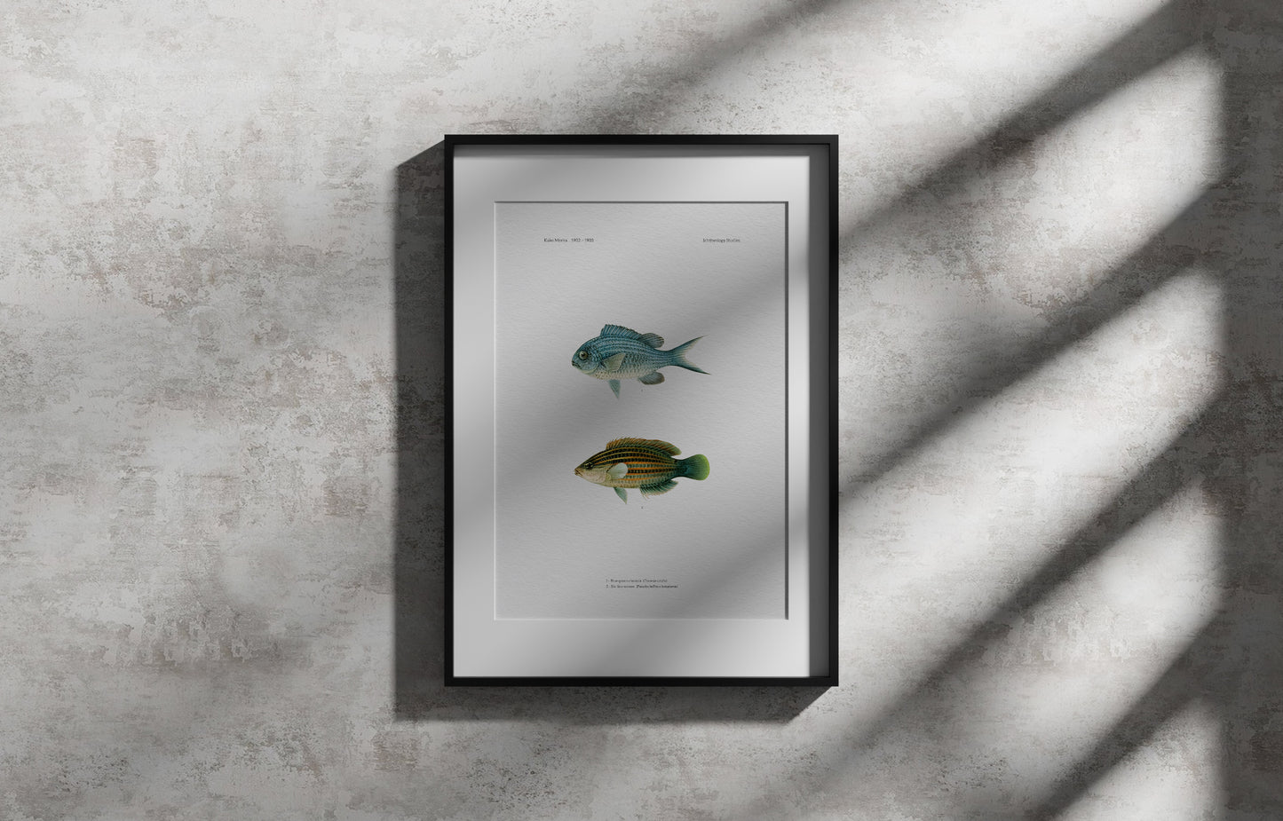 Blue-Green Chromis and Six-Line Wrasse | 1902–1903