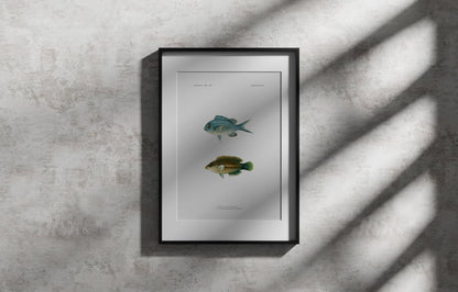 Blue-Green Chromis and Six-Line Wrasse | 1902–1903