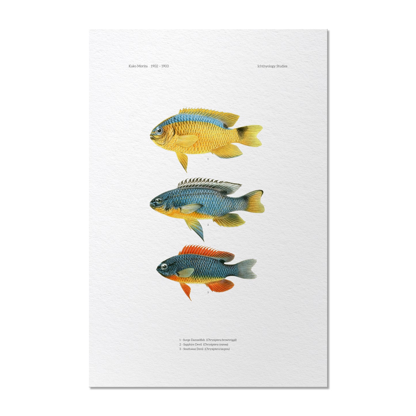 Surge Damselfish, Sapphire Devil and Southeast Devil | 1902–1903