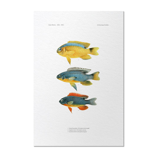 Surge Damselfish, Sapphire Devil and Southeast Devil | 1902–1903