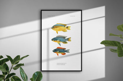 Surge Damselfish, Sapphire Devil and Southeast Devil | 1902–1903