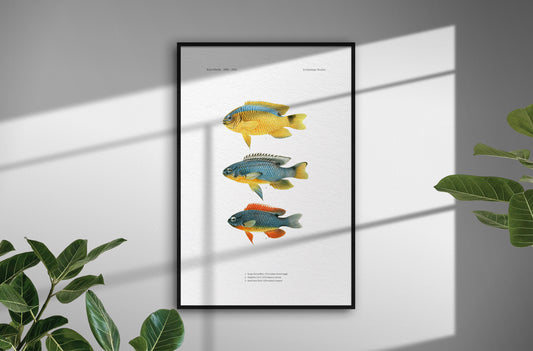 Surge Damselfish, Sapphire Devil and Southeast Devil | 1902–1903