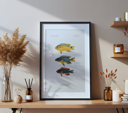 Surge Damselfish, Sapphire Devil and Southeast Devil | 1902–1903