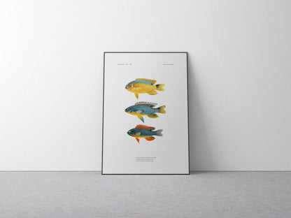 Surge Damselfish, Sapphire Devil and Southeast Devil | 1902–1903