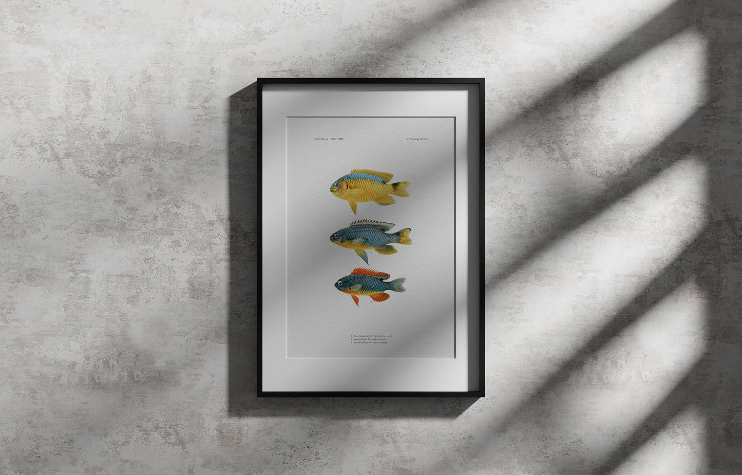 Surge Damselfish, Sapphire Devil and Southeast Devil | 1902–1903