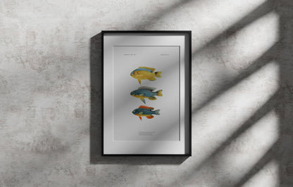 Surge Damselfish, Sapphire Devil and Southeast Devil | 1902–1903