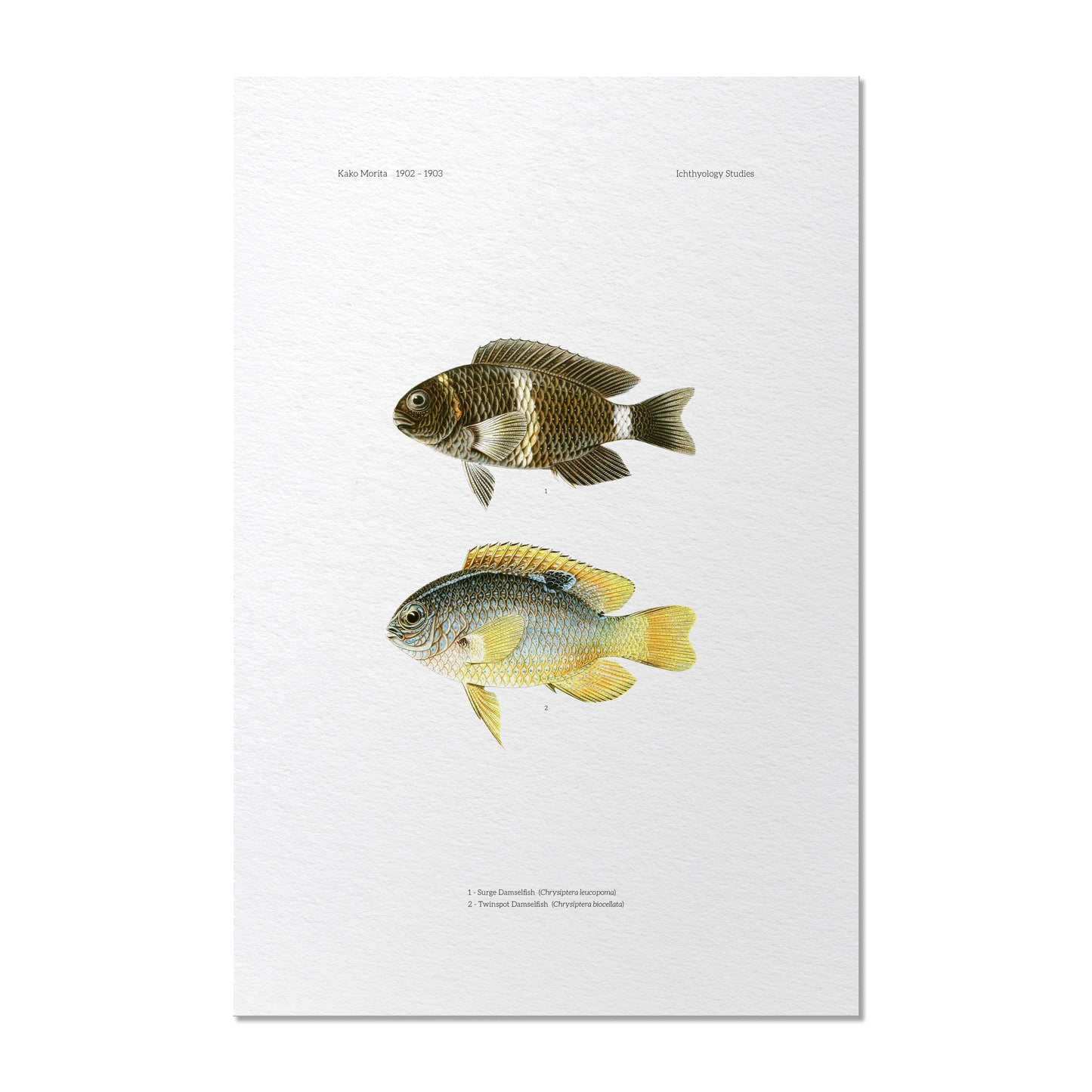 Surge Damselfish and Twinspot Damselfish | 1902–1903