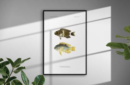 Surge Damselfish and Twinspot Damselfish | 1902–1903