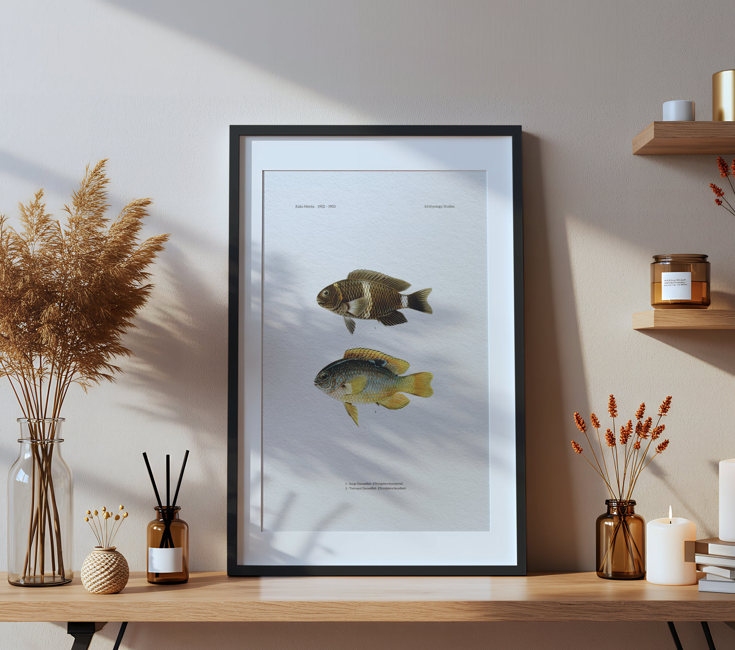 Surge Damselfish and Twinspot Damselfish | 1902–1903