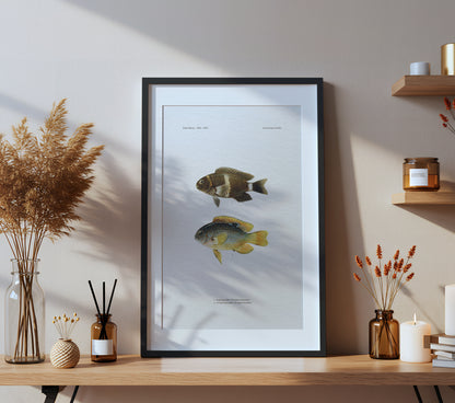 Surge Damselfish and Twinspot Damselfish | 1902–1903