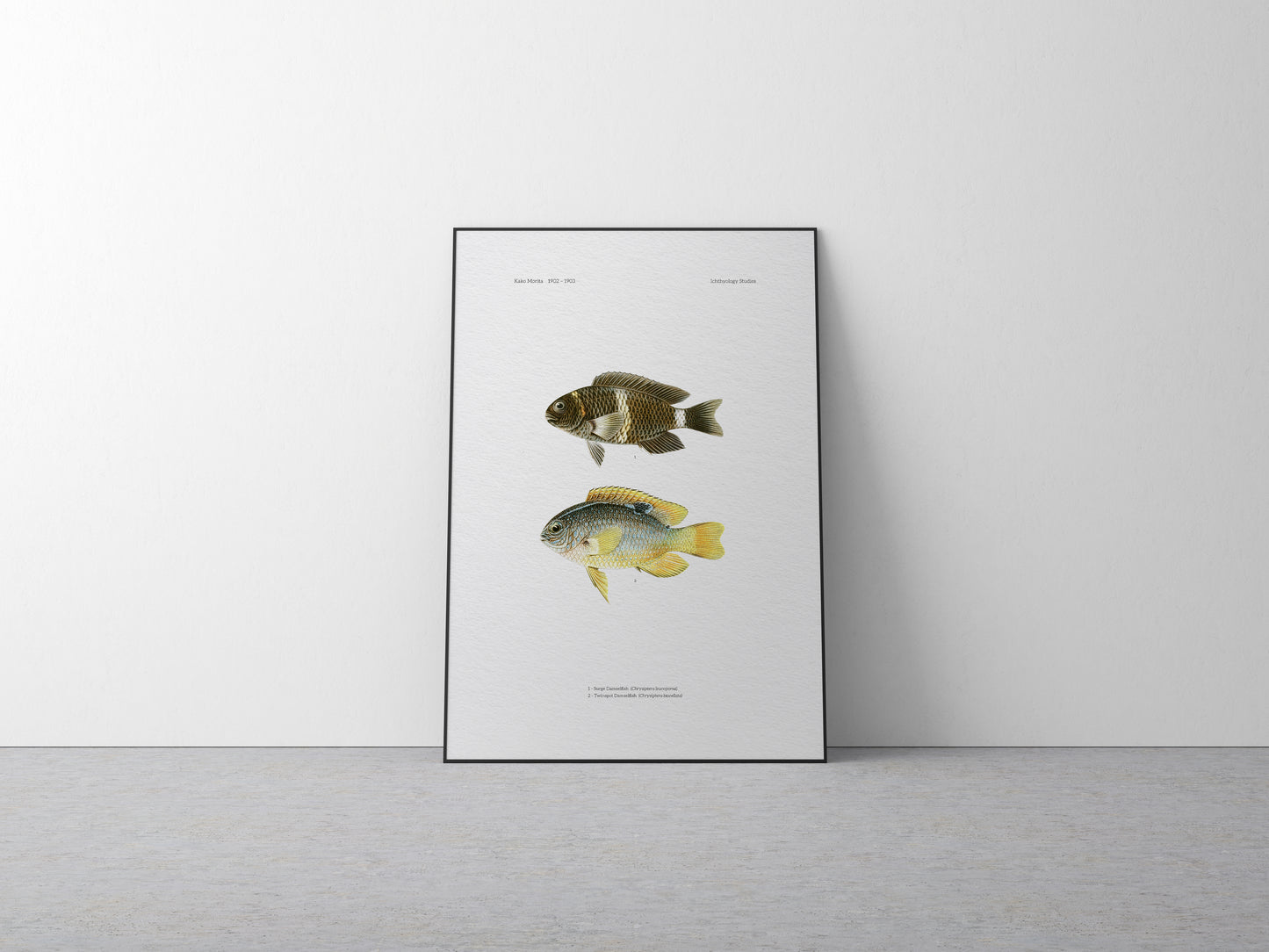 Surge Damselfish and Twinspot Damselfish | 1902–1903