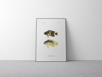 Surge Damselfish and Twinspot Damselfish | 1902–1903