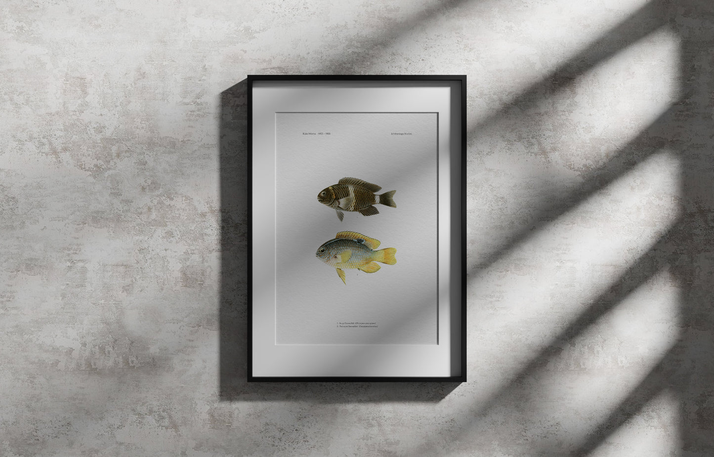 Surge Damselfish and Twinspot Damselfish | 1902–1903