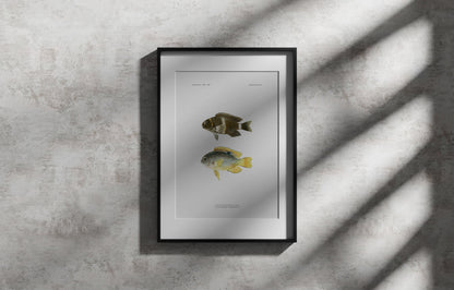 Surge Damselfish and Twinspot Damselfish | 1902–1903