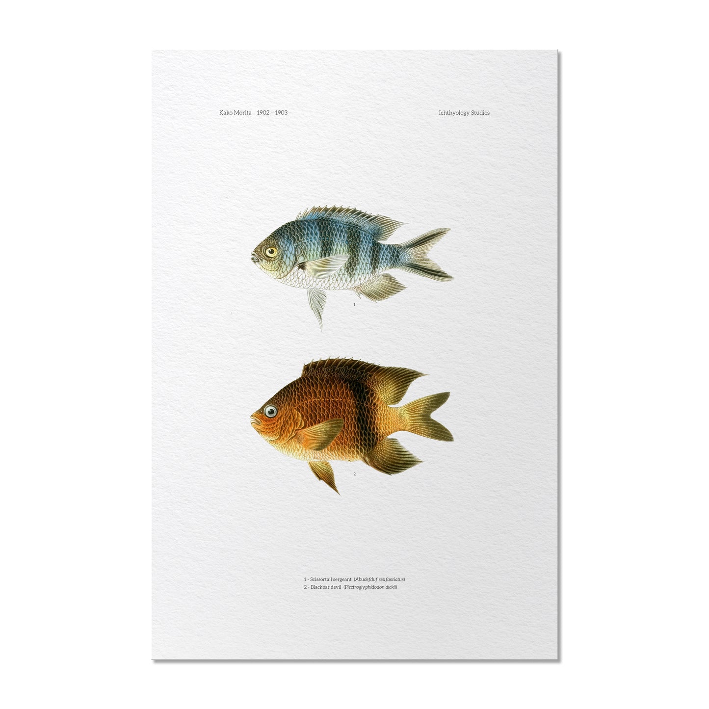 Scissortail Sergeant and Blackbar Devil | 1902–1903