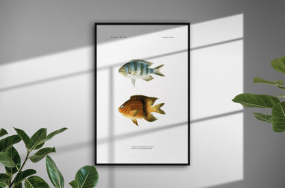 Scissortail Sergeant and Blackbar Devil | 1902–1903