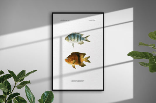 Scissortail Sergeant and Blackbar Devil | 1902–1903