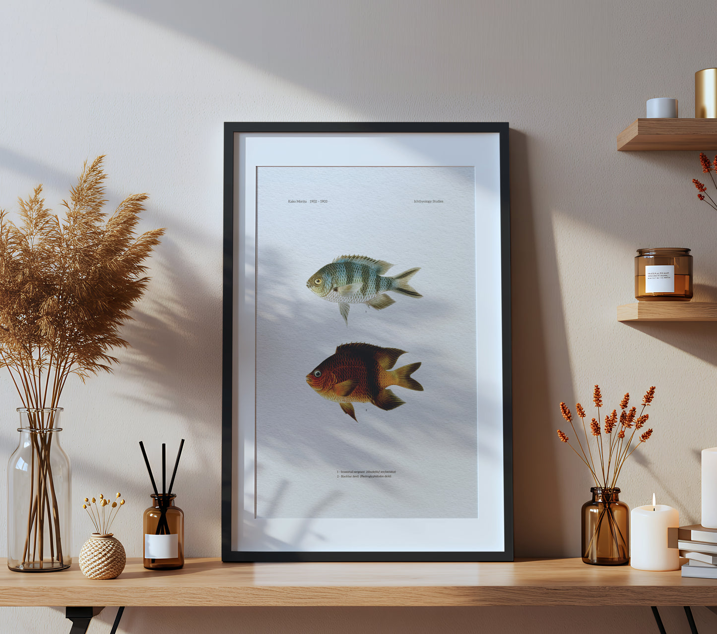 Scissortail Sergeant and Blackbar Devil | 1902–1903