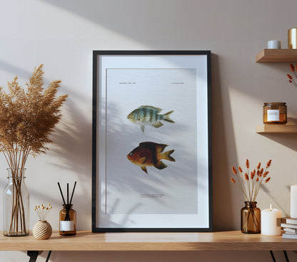 Scissortail Sergeant and Blackbar Devil | 1902–1903