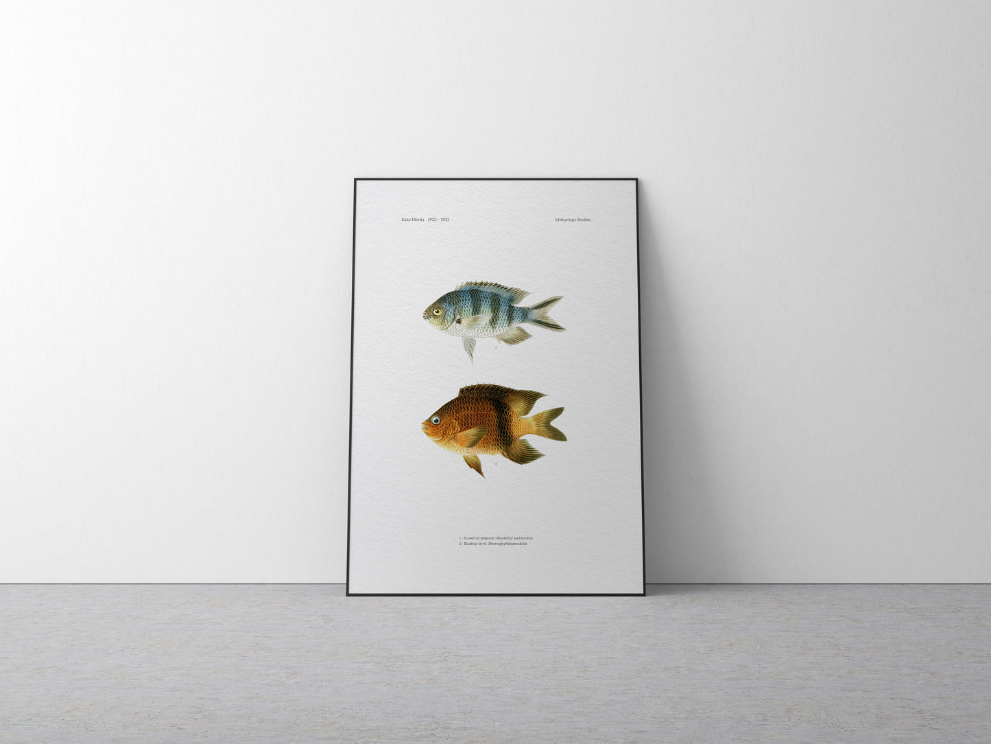 Scissortail Sergeant and Blackbar Devil | 1902–1903