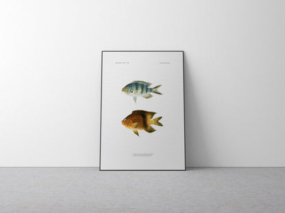 Scissortail Sergeant and Blackbar Devil | 1902–1903