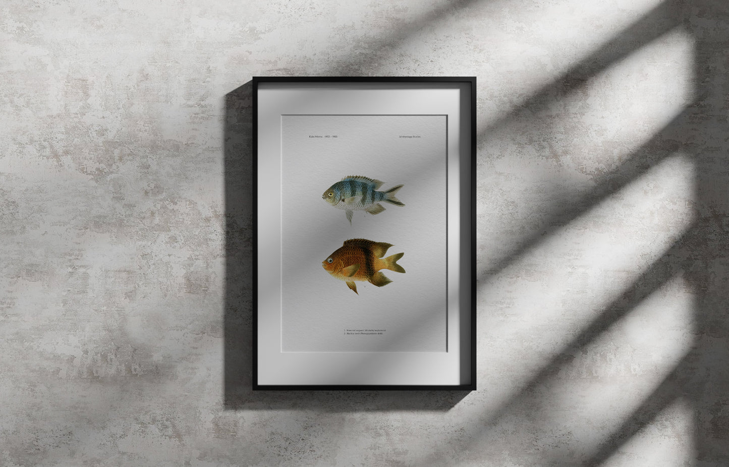 Scissortail Sergeant and Blackbar Devil | 1902–1903