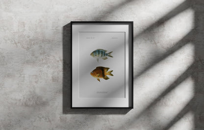 Scissortail Sergeant and Blackbar Devil | 1902–1903