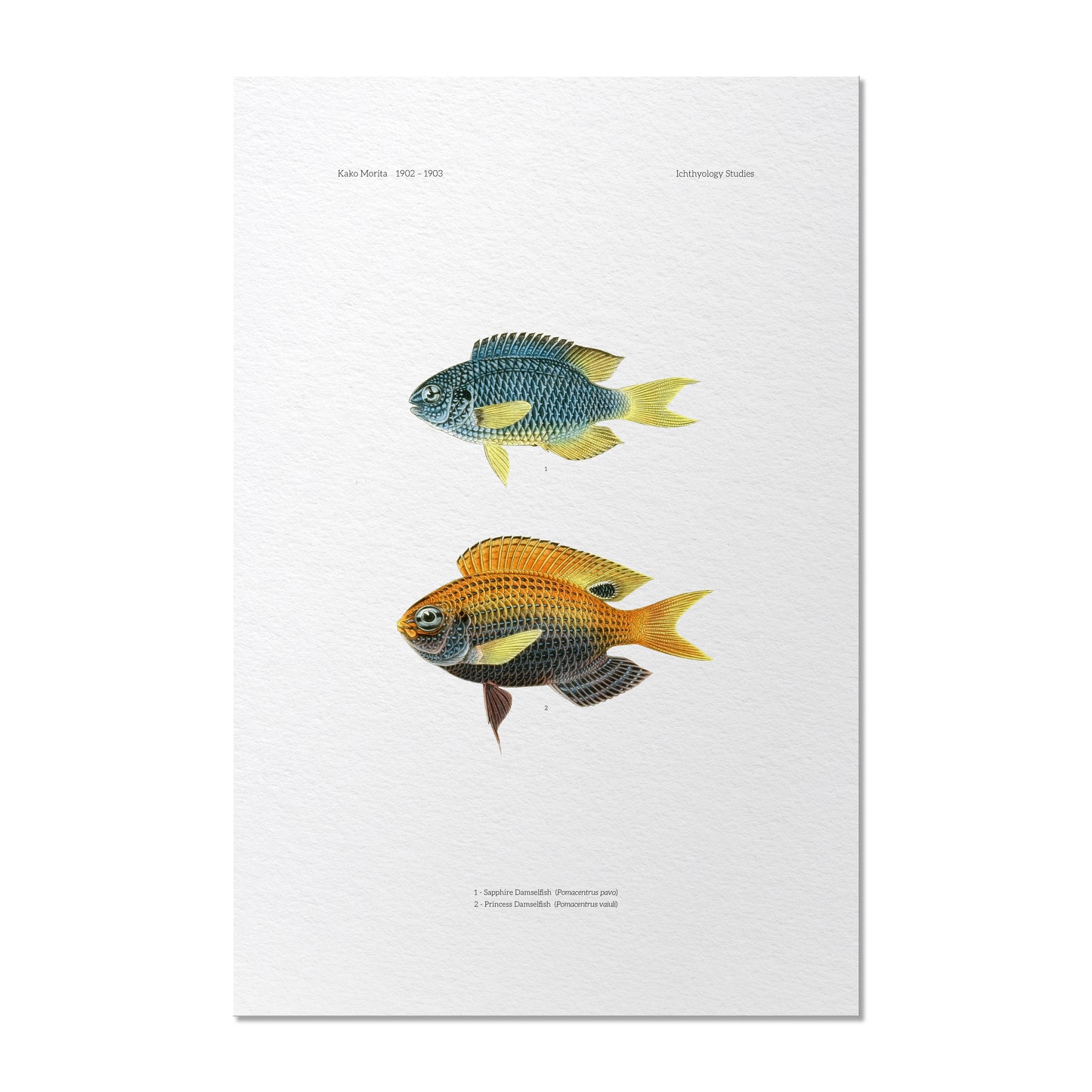 Sapphire Damselfish and Princess Damselfish | 1902–1903