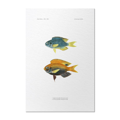 Sapphire Damselfish and Princess Damselfish | 1902–1903