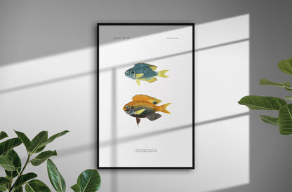 Sapphire Damselfish and Princess Damselfish | 1902–1903