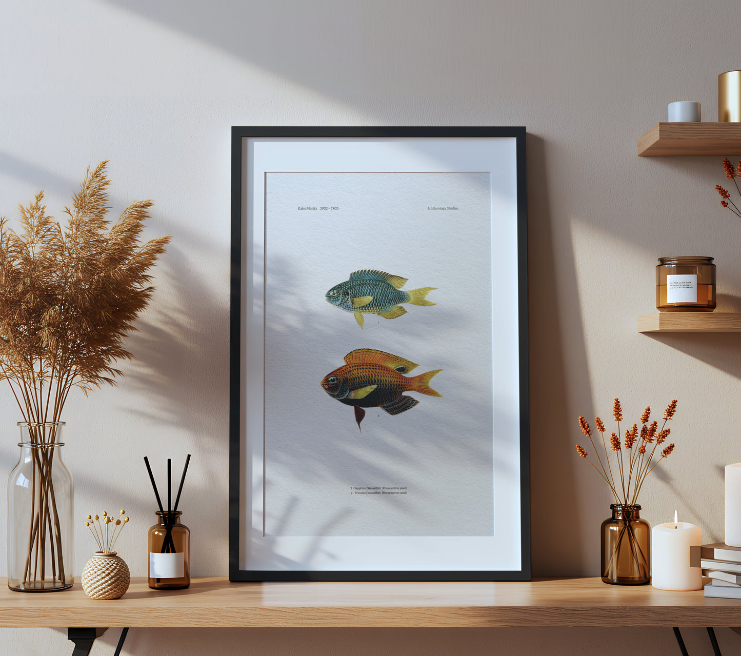 Sapphire Damselfish and Princess Damselfish | 1902–1903