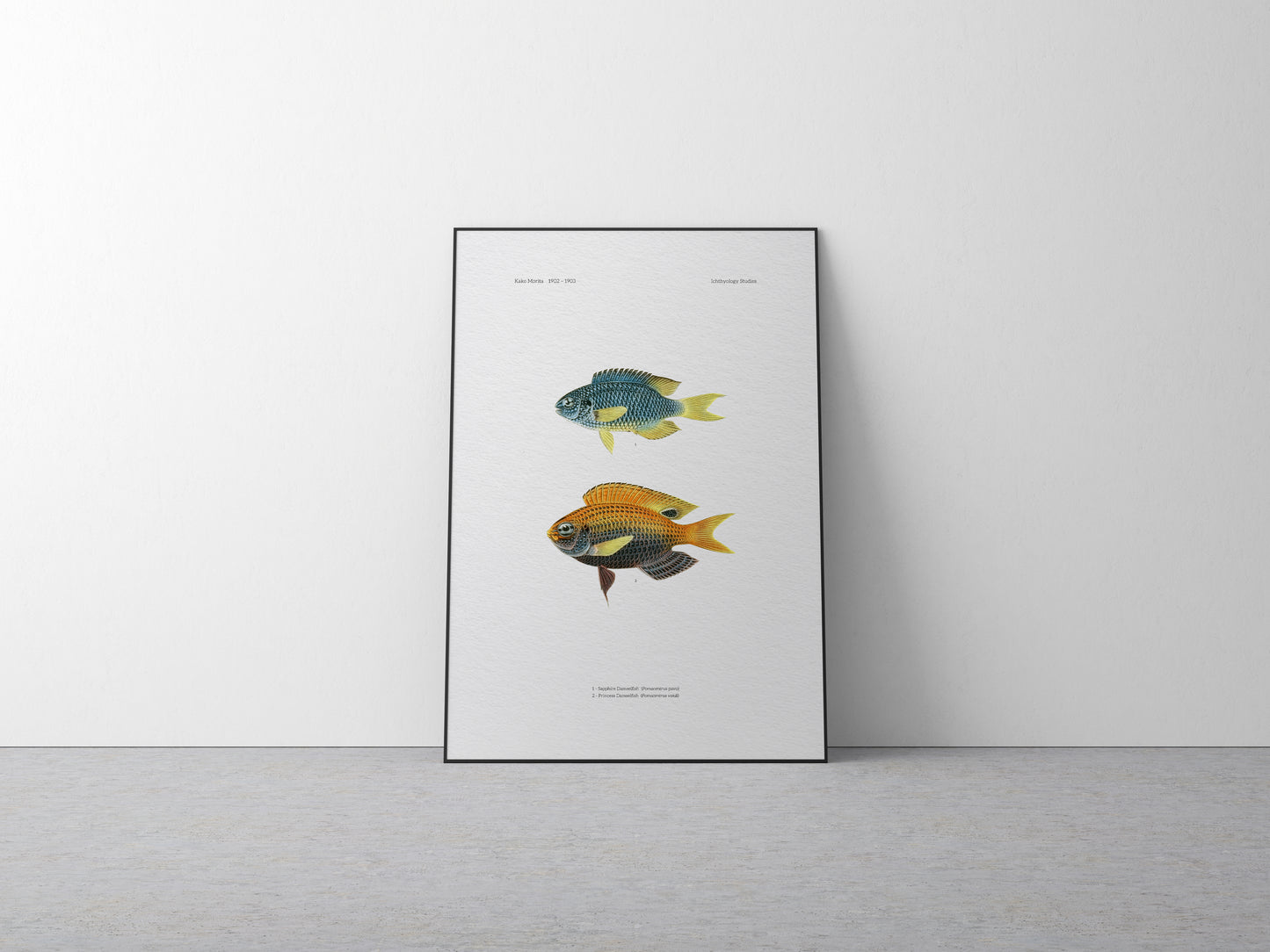 Sapphire Damselfish and Princess Damselfish | 1902–1903