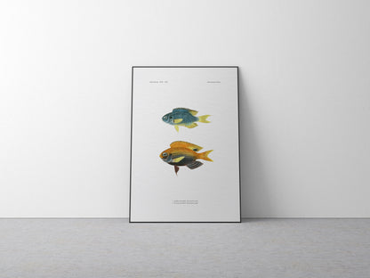 Sapphire Damselfish and Princess Damselfish | 1902–1903