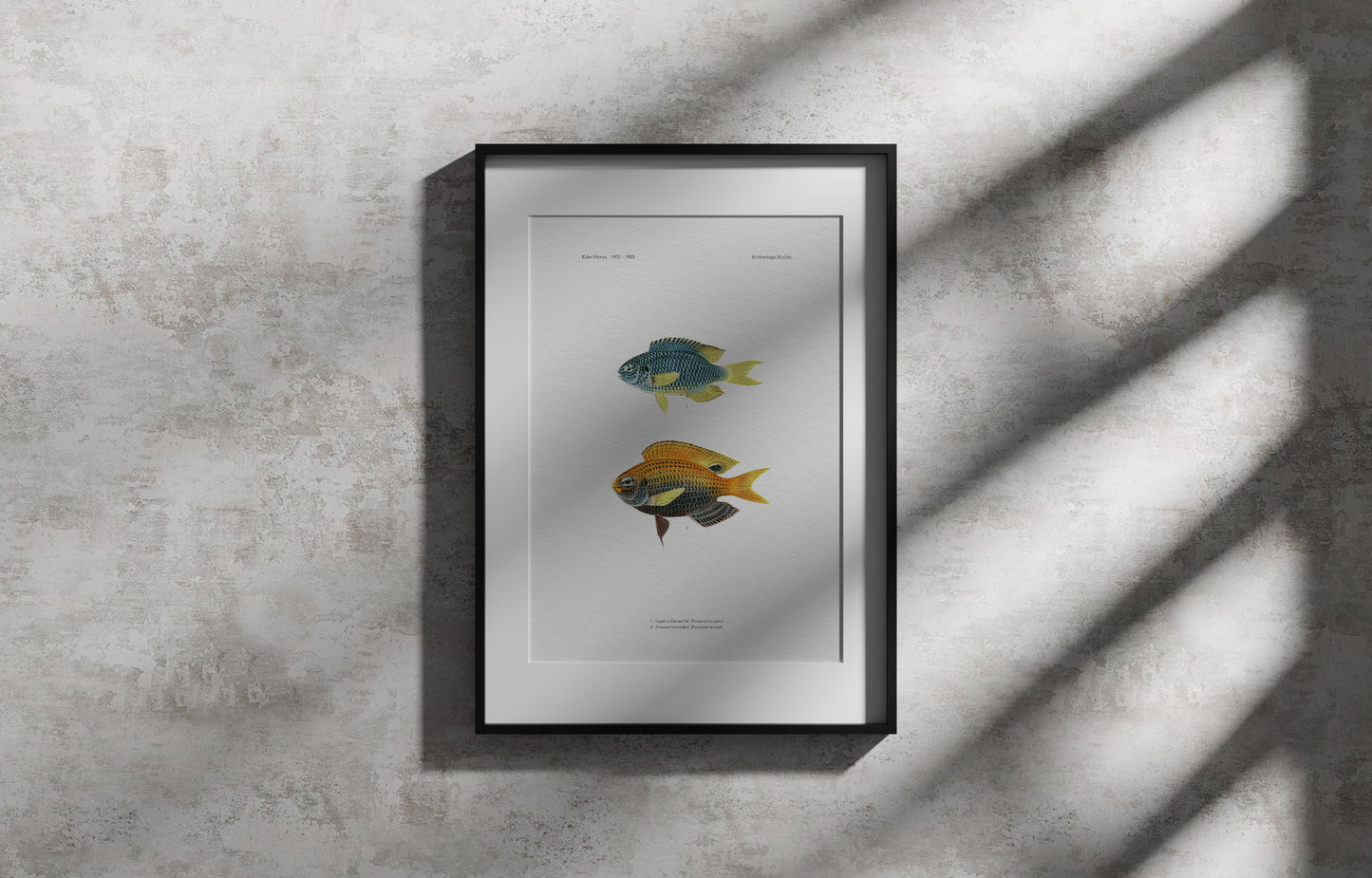 Sapphire Damselfish and Princess Damselfish | 1902–1903