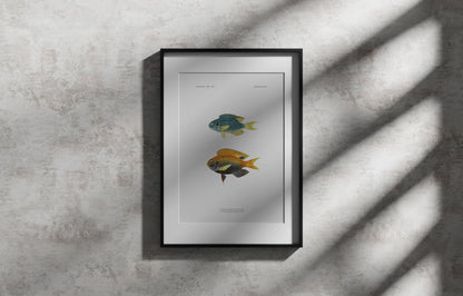 Sapphire Damselfish and Princess Damselfish | 1902–1903