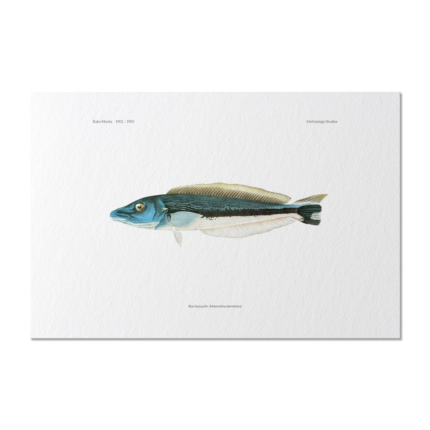 Blue Blanquillo | 1902–1903