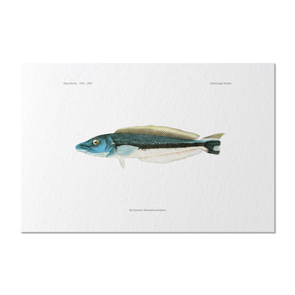 Blue Blanquillo | 1902–1903