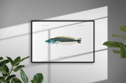 Blue Blanquillo | 1902–1903