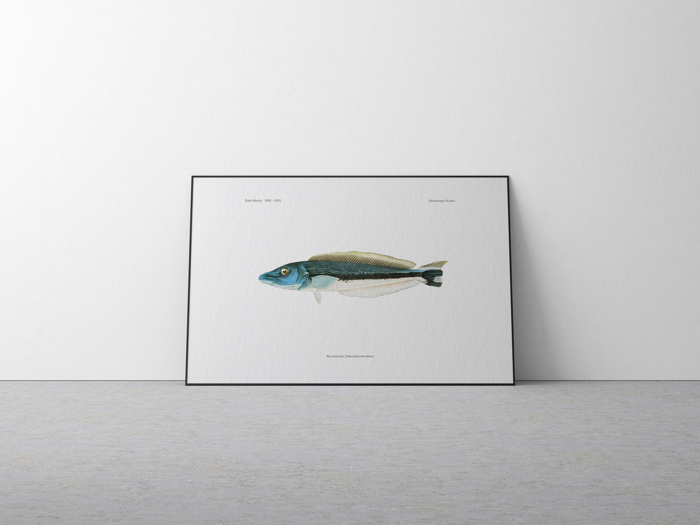 Blue Blanquillo | 1902–1903