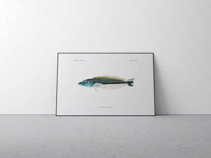 Blue Blanquillo | 1902–1903