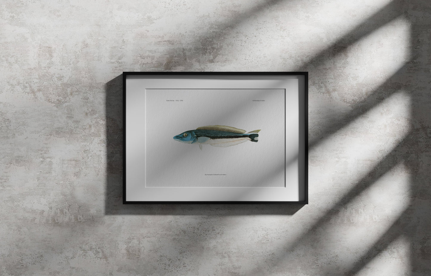 Blue Blanquillo | 1902–1903