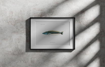 Blue Blanquillo | 1902–1903