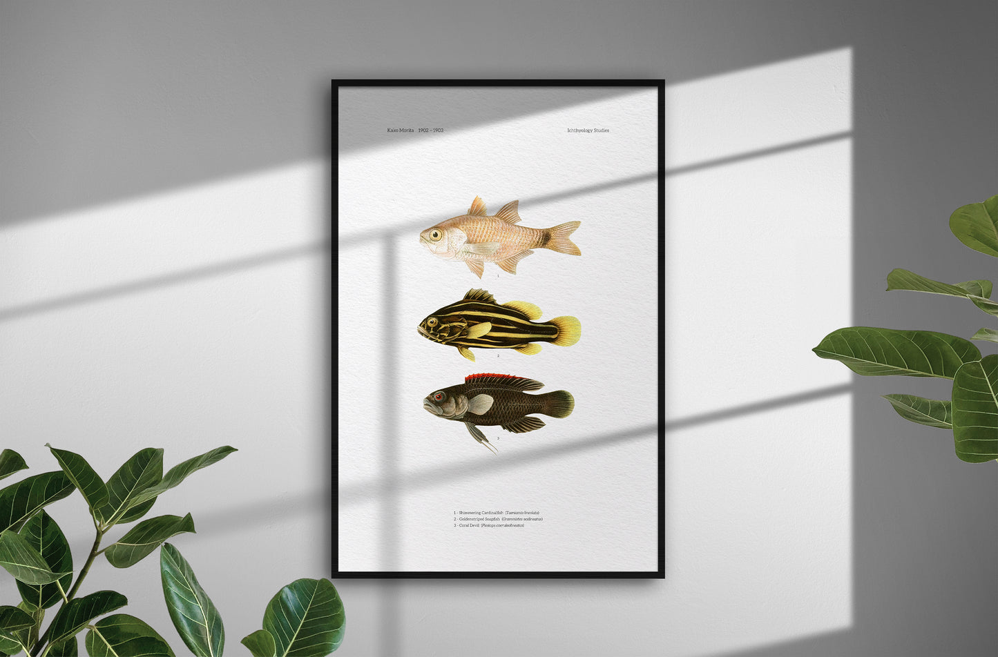 Shimmering Cardinalfish, Goldenstriped Soapfish and Coral Devil | 1902–1903