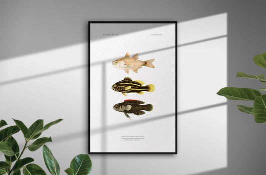 Shimmering Cardinalfish, Goldenstriped Soapfish and Coral Devil | 1902–1903