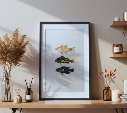 Shimmering Cardinalfish, Goldenstriped Soapfish and Coral Devil | 1902–1903