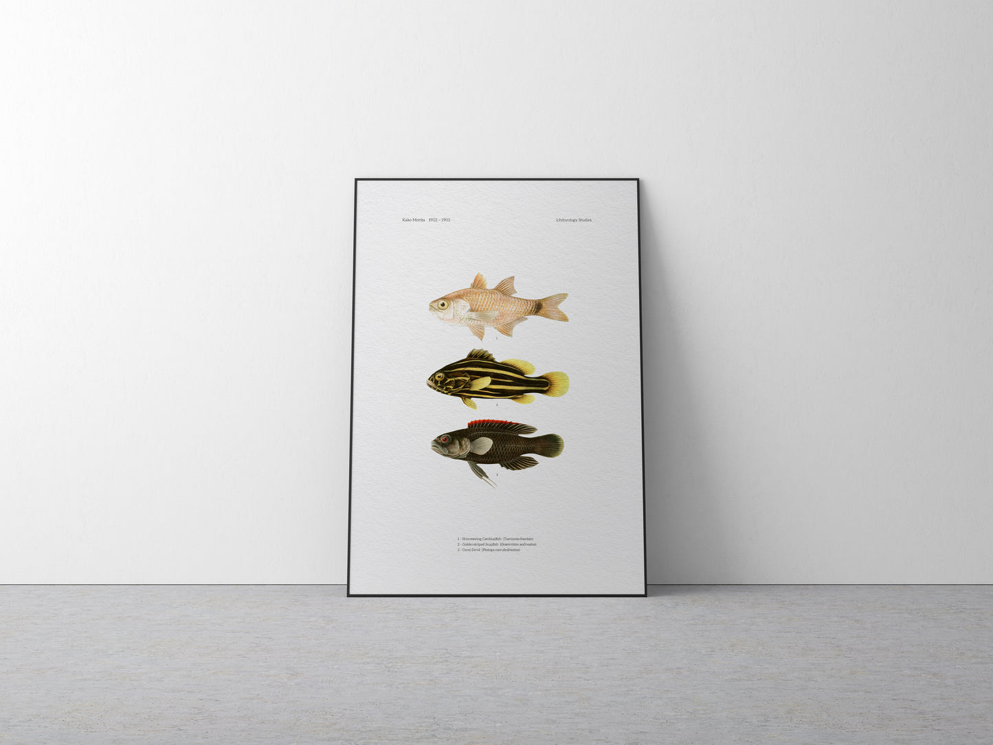 Shimmering Cardinalfish, Goldenstriped Soapfish and Coral Devil | 1902–1903