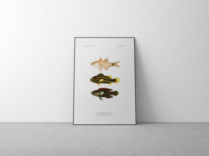 Shimmering Cardinalfish, Goldenstriped Soapfish and Coral Devil | 1902–1903