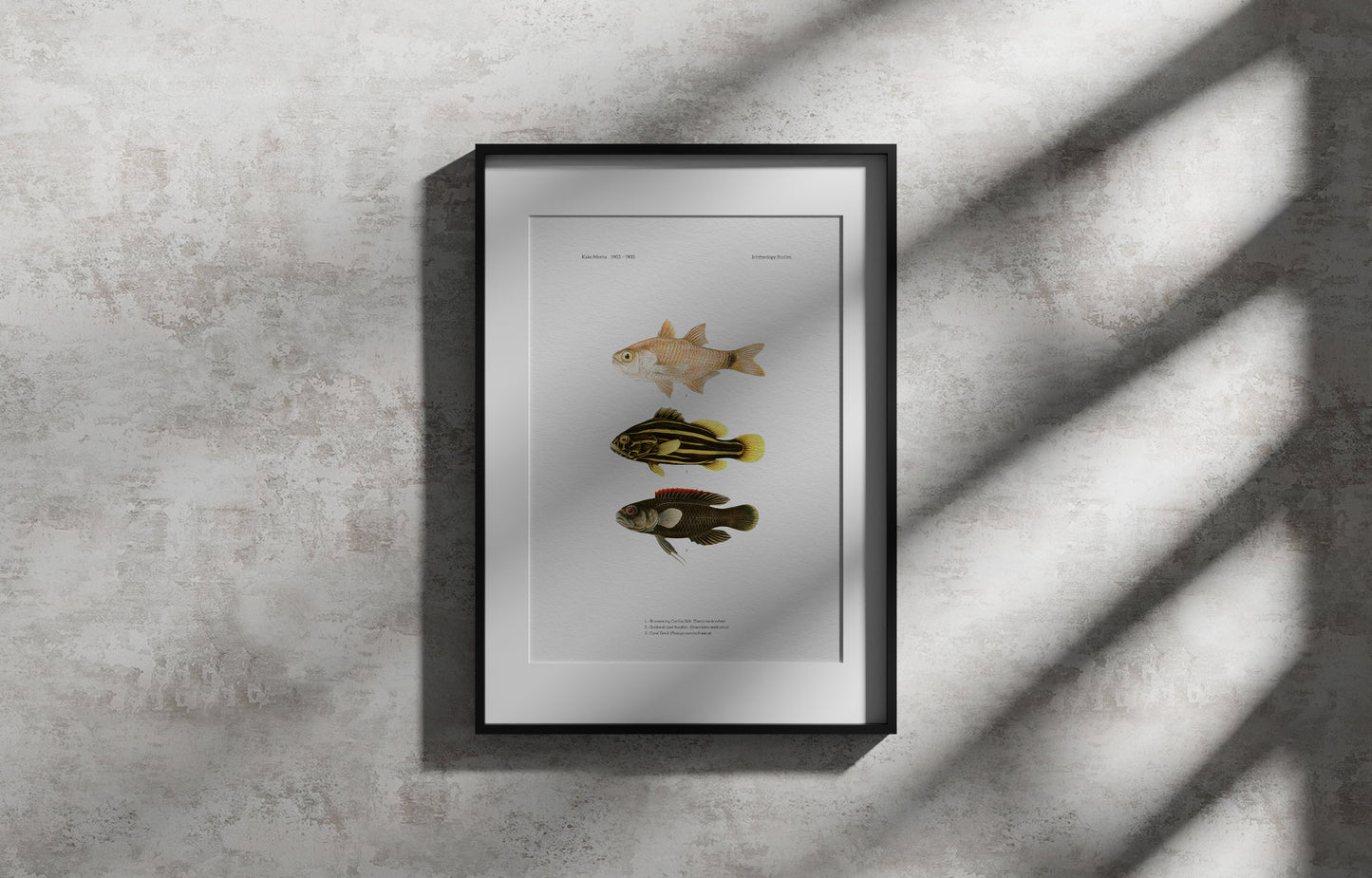 Shimmering Cardinalfish, Goldenstriped Soapfish and Coral Devil | 1902–1903