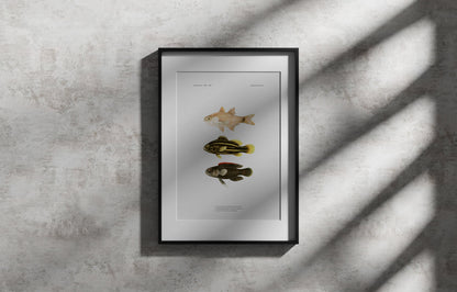 Shimmering Cardinalfish, Goldenstriped Soapfish and Coral Devil | 1902–1903