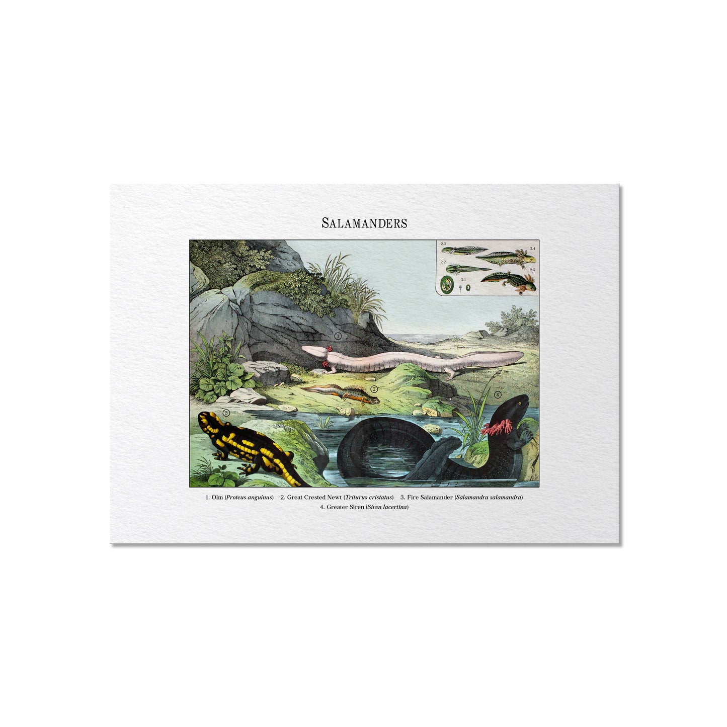 Salamanders | 1889